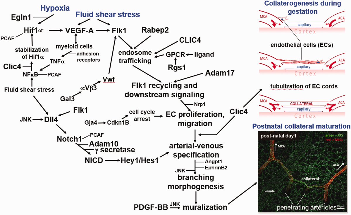 Genetic determinants of insufficiency of the collateral circulation journals.sagepub.com/doi/full/10.11…