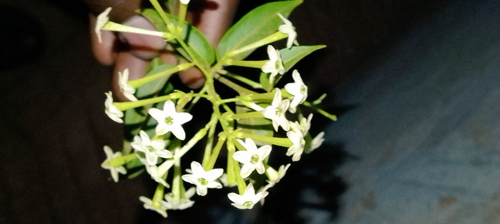 Wat do u know about the Kaa flower 🌹