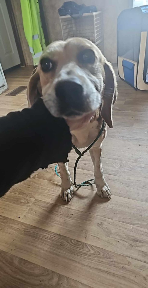 It’s a Valentine $5 Fri! ♥️
No Valentine taday?
How bout little Robin?
Robin’s owner didn’t want her b/c she wasn’t a good hunter.
Owner went n picked up his collar from the NC kill shelter but declined her 🤬!
Robin is HW+ &amp; needs vet care.
She matters.
rescuecoop.org/donate