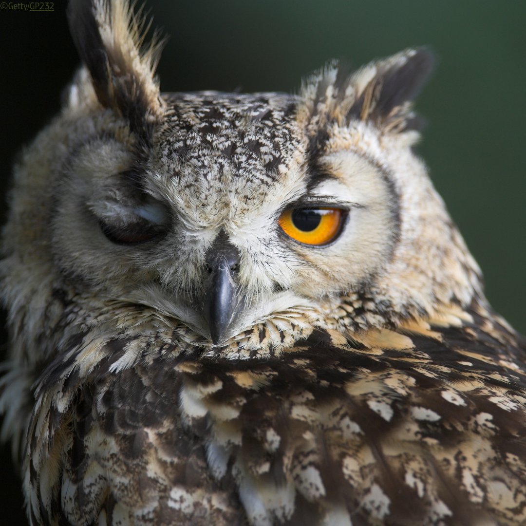 🌹Roses are red,
🪻Violets are blue,
💚Do you love nature too?  

On this #ValentinesDay - spread love for nature! Nothing is more attractive than someone who cares #ForOurPlanet. 

See how to find sustainable gifts for your Valentine 🎁👉europa.eu/!YqXDT9