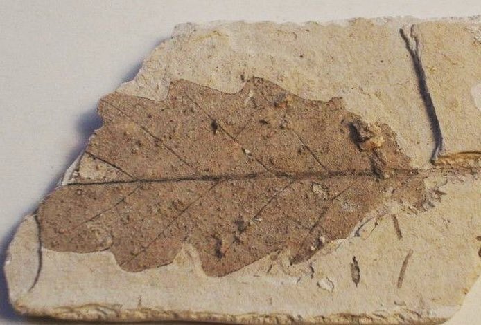 The English Oak Project tweet media