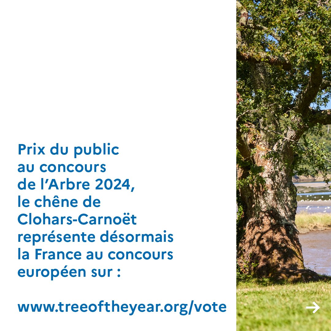 Conservatoire du littoral (@littoral_cdl) on Twitter photo 🌳Votez pour le chêne de Saint-Maurice, candidat à l’Arbre Européen de l’Année ! Ce majestueux chêne breton se dresse sur les rives de la Laïta, au cœur de la forêt de Saint-Maurice, protégée par le <a href="/littoral_cdl/">Conservatoire du littoral</a>
📅 Votez avant le 24/02/25 👉 treeoftheyear.org 🌳Votez pour le chêne de Saint-Maurice, candidat à l’Arbre Européen de l’Année ! Ce majestueux chêne breton se dresse sur les rives de la Laïta, au cœur de la forêt de Saint-Maurice, protégée par le <a href="/littoral_cdl/">Conservatoire du littoral</a>
📅 Votez avant le 24/02/25 👉 treeoftheyear.org