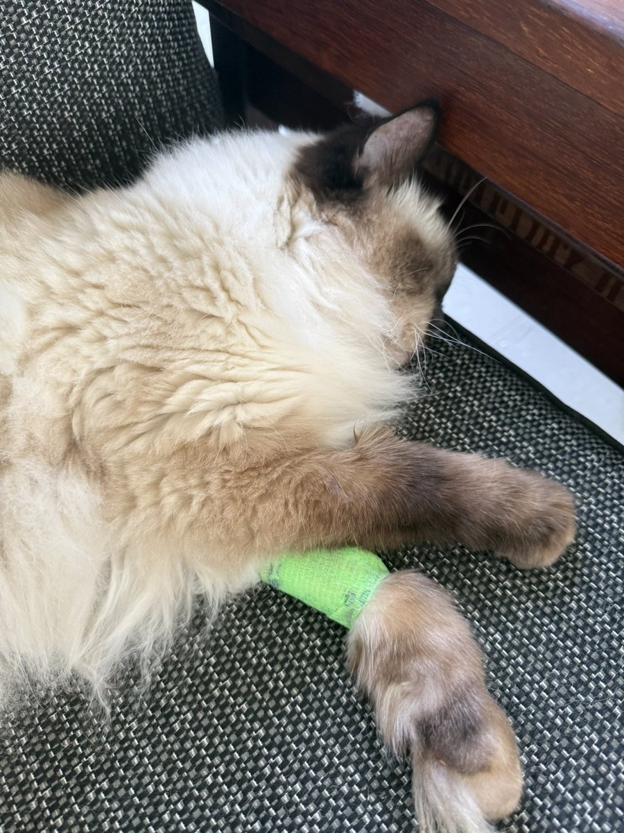 Say hi to dexter! He had an operation!