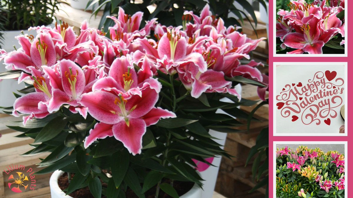 LILIUMPLANTS || Happy Valentine’s Day #ValentinesDay <a href="/Potlilium/">Wetering Potlilium</a> <a href="/SchieLilium/">Van Schie</a>