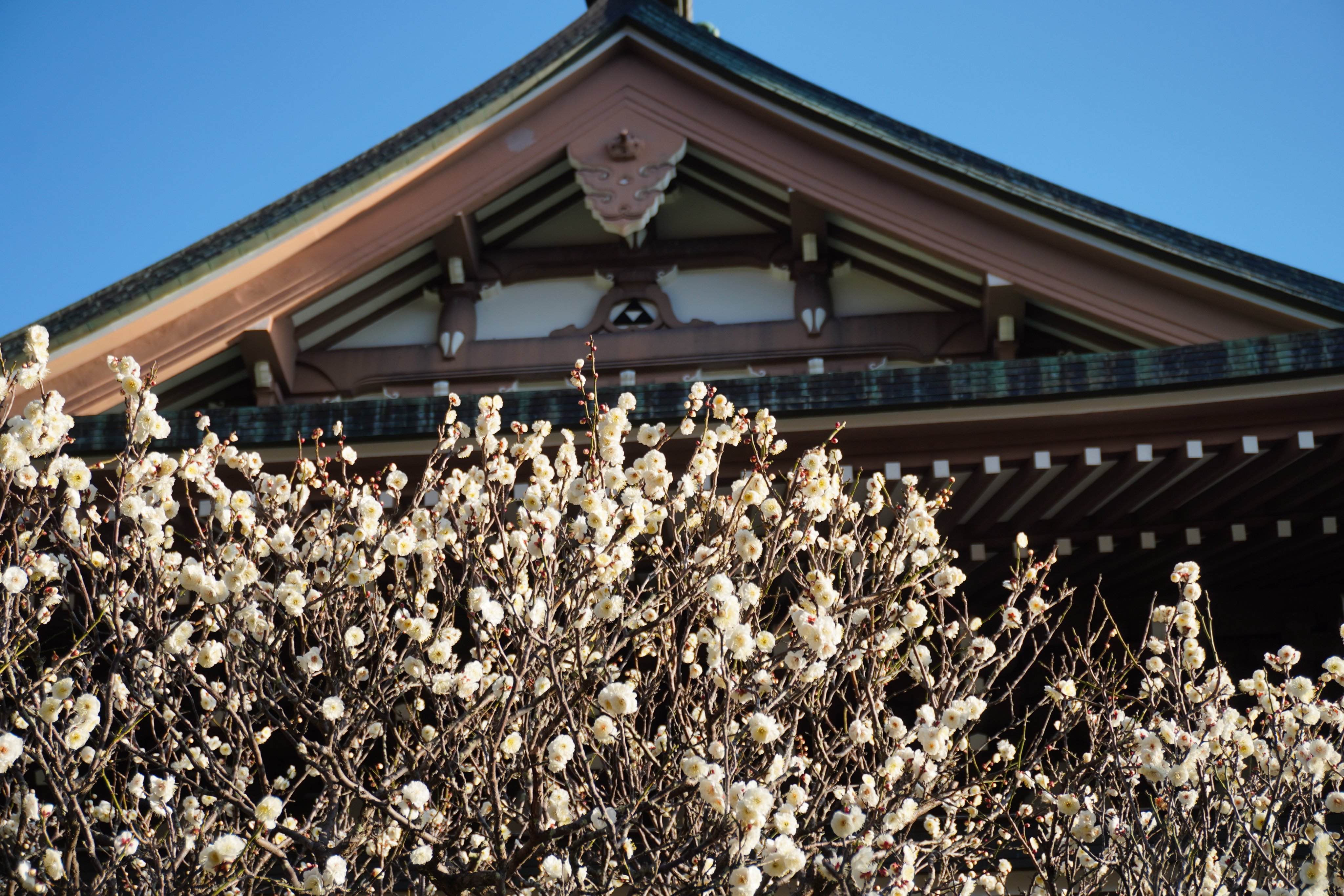 円覚寺 engakuji_kamakura (@EngakujiK) / X 円覚寺 engakuji_kamakura (@EngakujiK) / X