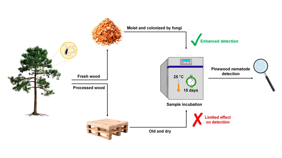 🆕 In our newly published paper in <a href="/Forests_MDPI/">Forests</a>, we explored how wood incubation influences the detection of the #pinewood_nematode (Bursaphelenchus xylophilus) in both pallet samples and fresh wood
🗞️ Read the paper at mdpi.com/1999-4907/16/2… | doi.org/10.3390/f16020…