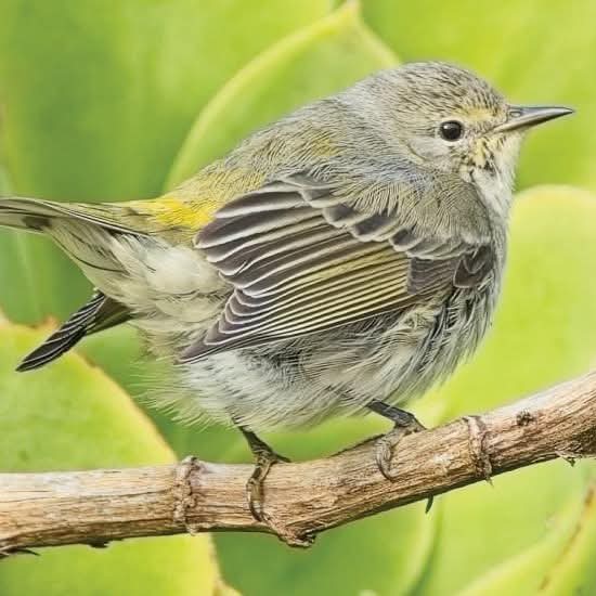 Are vagrant Nearctic landbirds mere victims of the weather?

Jon Bryant explores the theories surrounding movements of Nearctic vagrants. 
Read more: britishbirds.co.uk/journal/articl…

🥇Subscriber Content
📸Cape May Warbler by Richard Stonier