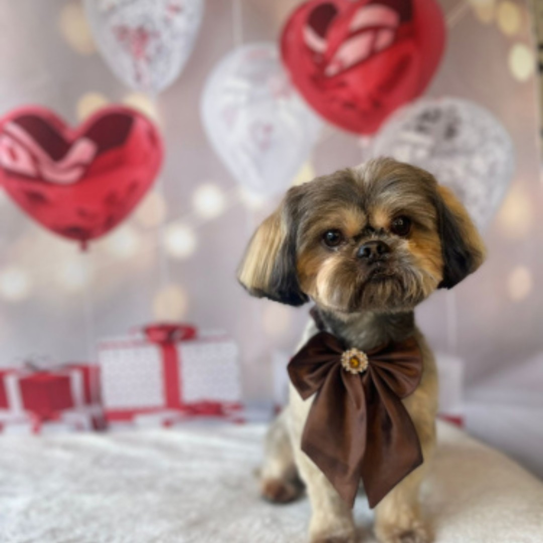 models_direct's tweet image. Teddy is sharing the Love today 

#petmodel #modelsdirect #love #valentinesday