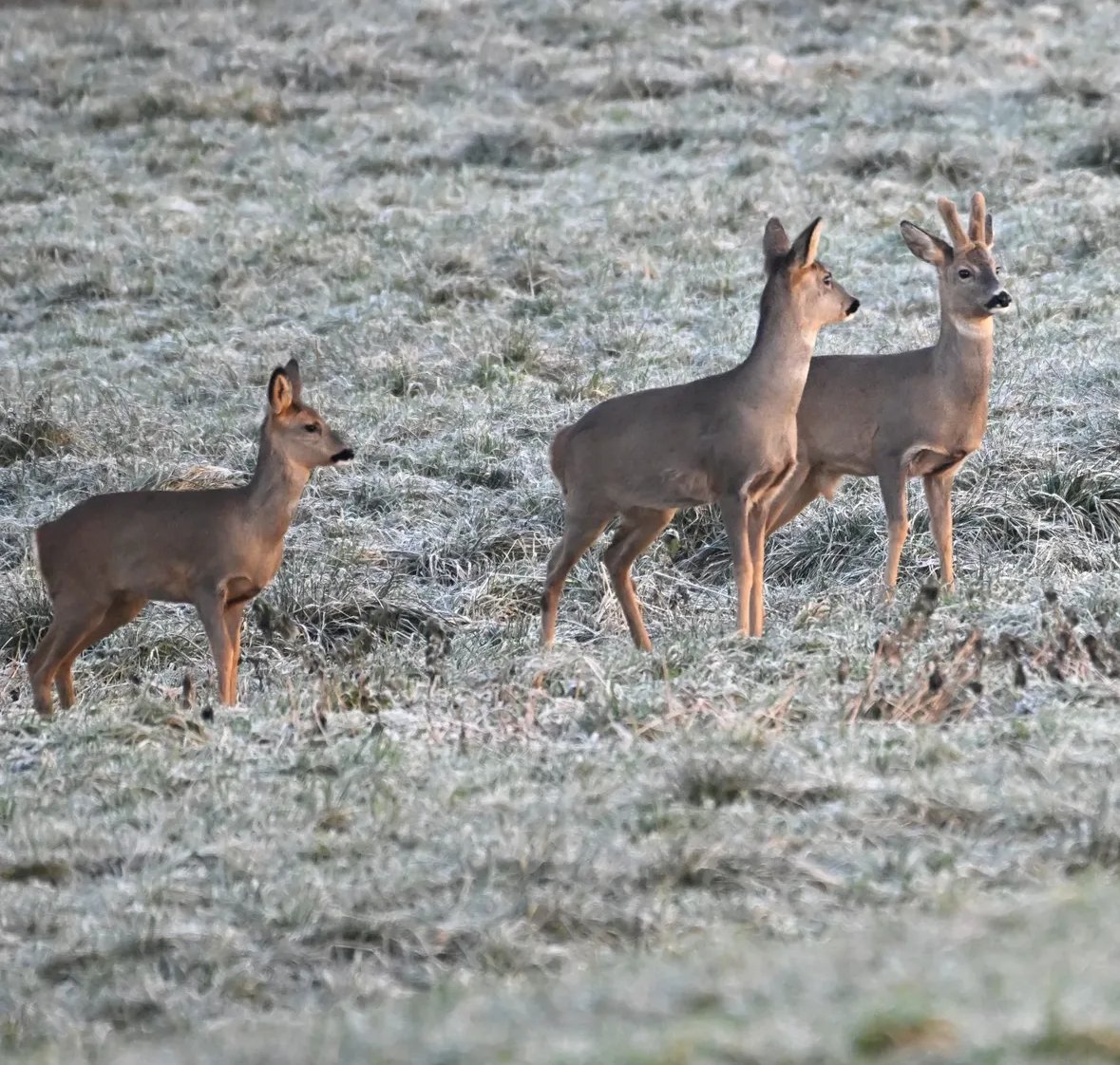 DansLaTraque's tweet image. La famille réunie au petit matin !

#hunting #caza #cacciatore #jagd #jakt #chasse #hunter #chassetricolore #passionchasse #passionchien #chiencourant #chiendechasse #hunt #sanglier #wildboar by marc_wilb