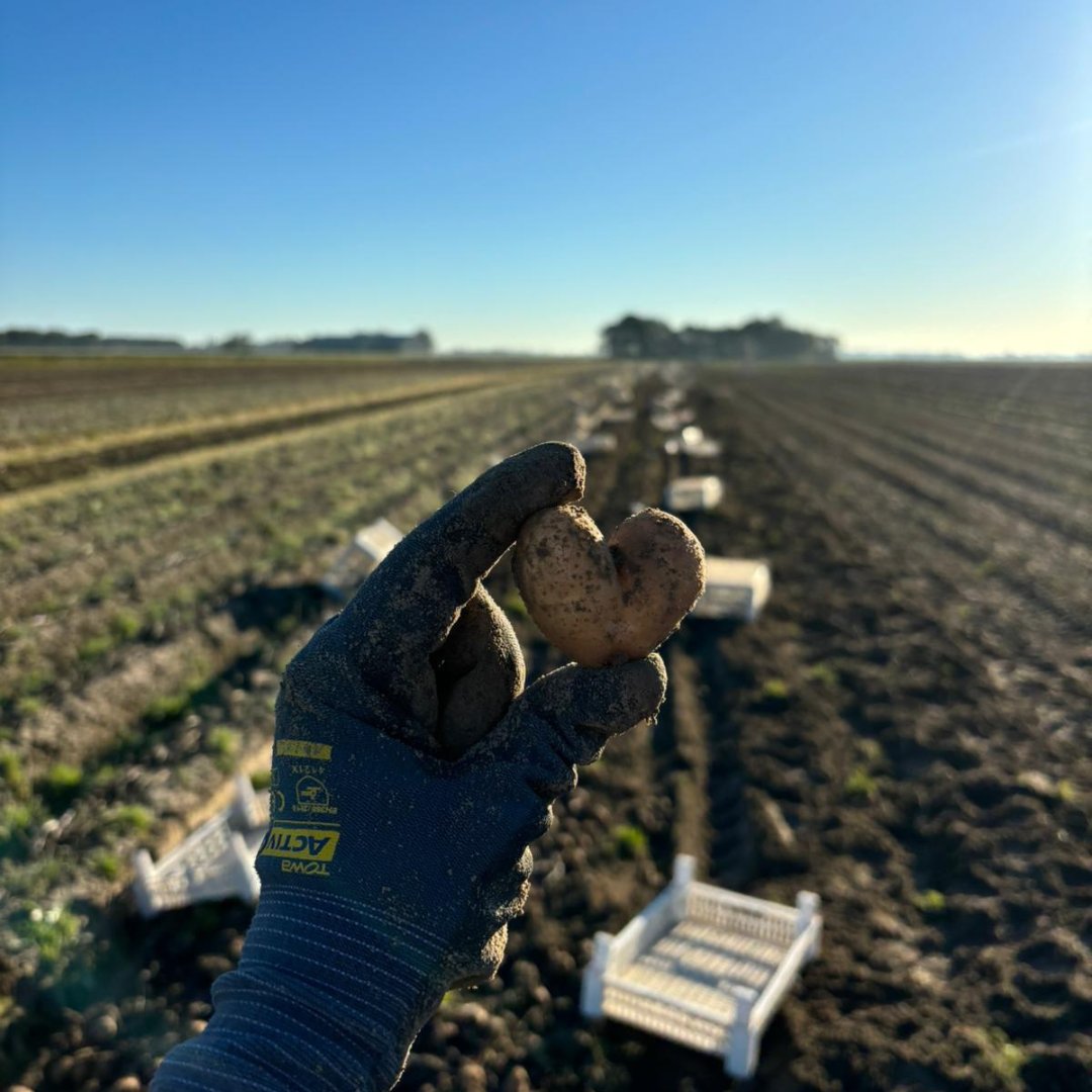 Happy Valentine's Day from HZPC! Where we nurture quality and care, both in our fields and in our hearts. Together with our growers, we contribute to the availability of responsible food for the well-being of millions of people worldwide. 🥔🩷