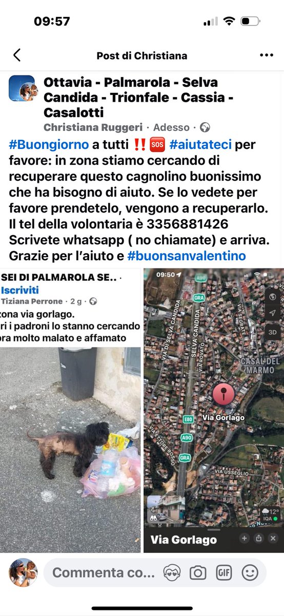 chruggeriTg2's tweet photo. ‼️‼️#SOS #Roma zona #Palmarola #Ottavia #CasalDelMarmo ma potrebbe essere ovunque. Troviamo questa creatura che ha bisogno di aiuto. Purtroppo hanno fatto foto e non l’hanno messo in salvo. Tralasciamo le polemiche e troviamolo. Grazie 👇👇👇 https://t.co/1UCXZb5rhB