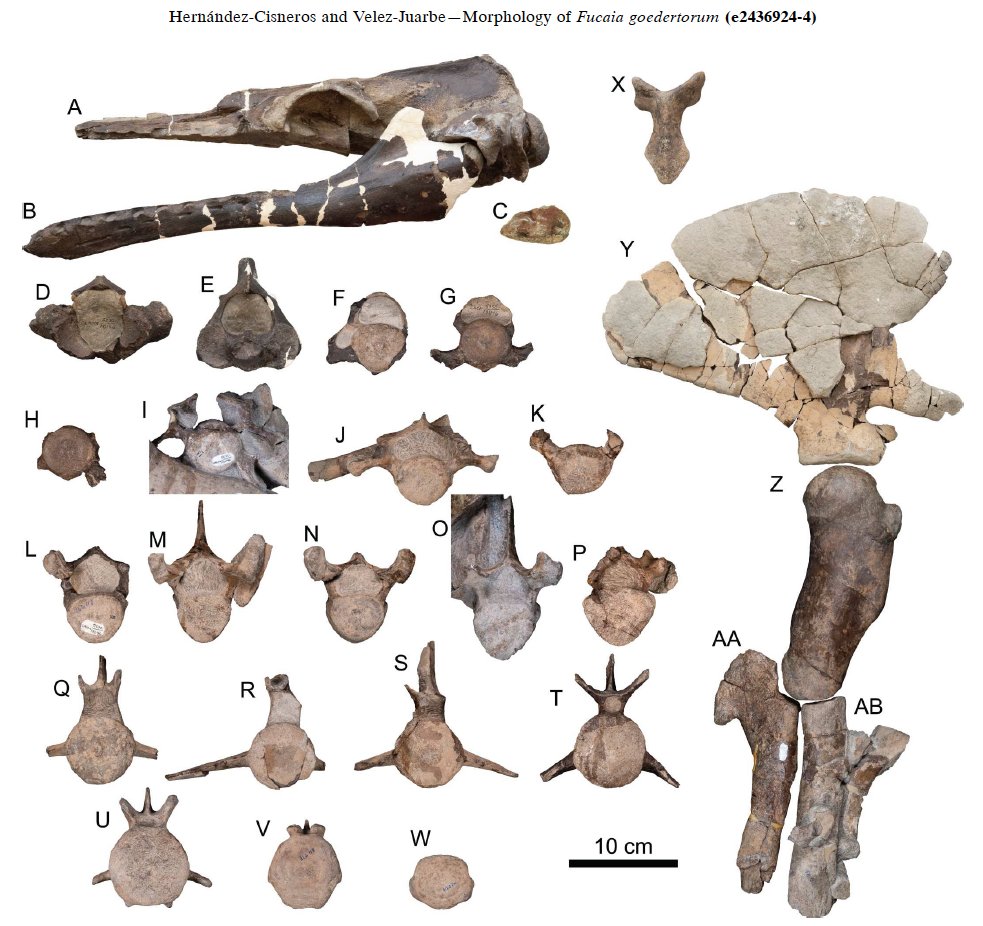 Happy #FossilFriday! Very nice to see the new publication, which describes Fucaia goedertorum in detail. We have been waiting for this publication for 30 years! The Fucaia lineage is critical, as it also includes the oldest mysticete from the Northern Hemisphere - Fucaia humilis.