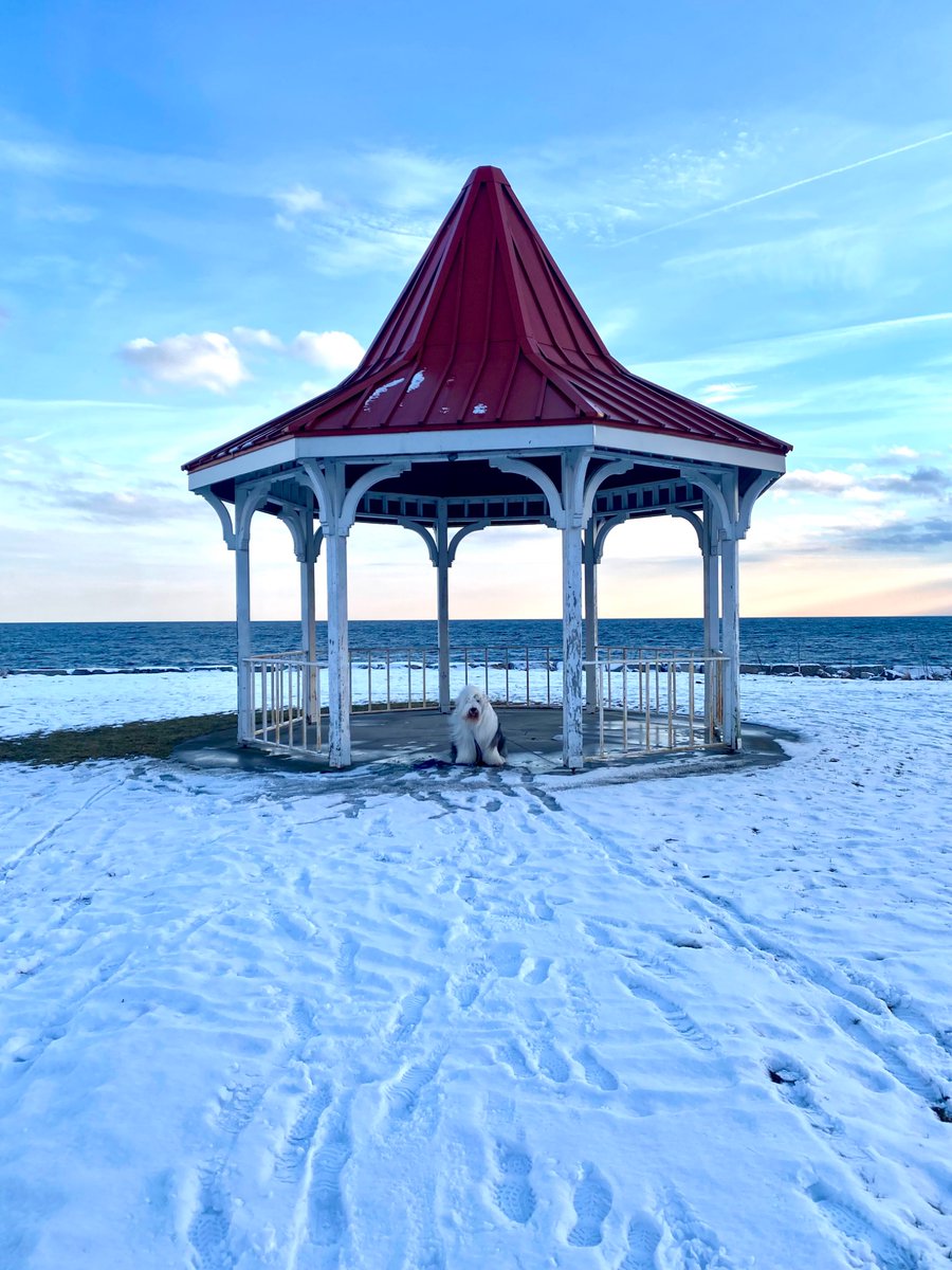 I was right! Them wheely bags are never a good sign. The hoos went away and left me all alone. (sort of alone since I am staying with my pals Rupert &amp; Daphne, still…) How dare they? woe is me. It’s a cold and lonely #FuzzyFriday and I am plotting revenge. 
#dogsofx #alone #oes
