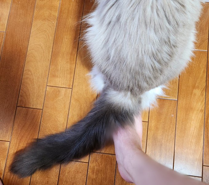 ナンナ アナハラ (アナルハラスメント) 