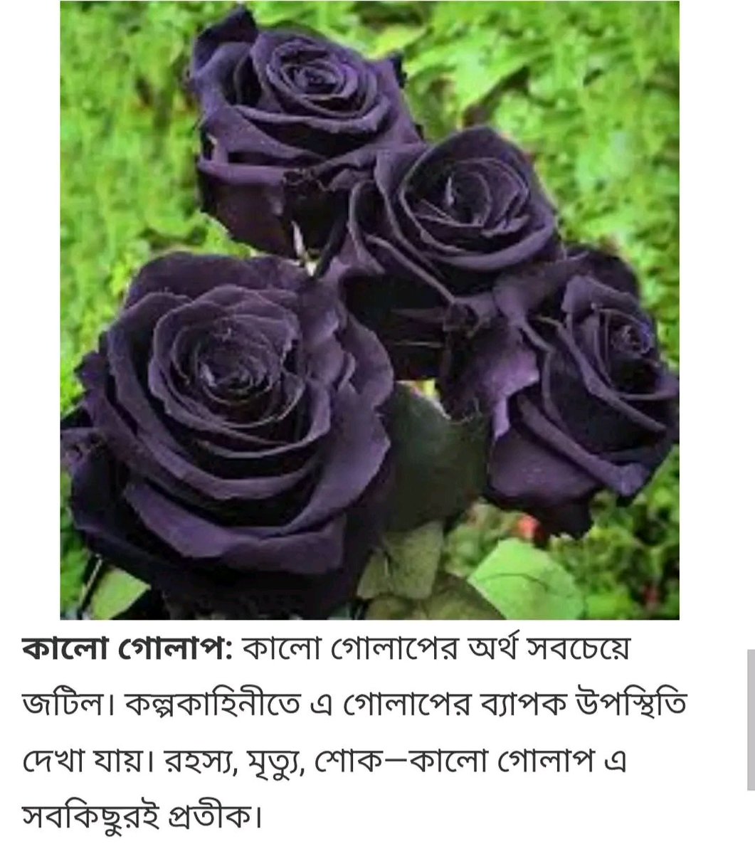 Sohana Chowdhury (@sohanachow77973) on Twitter photo 