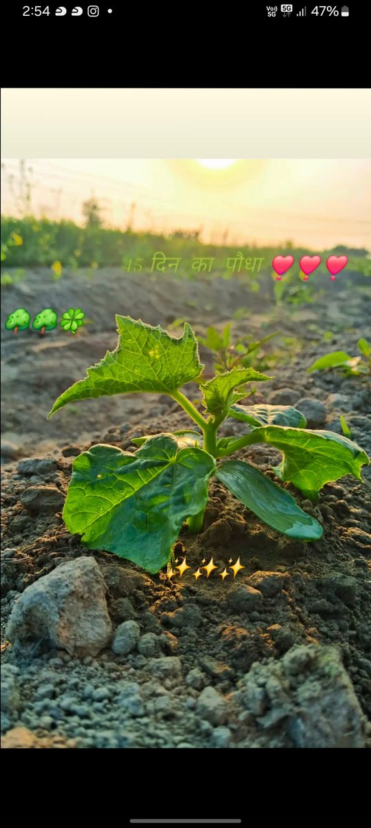Good evening dear friend 
खीरे  का  पौधा 👌👌🥒🥒🥒
Good evening