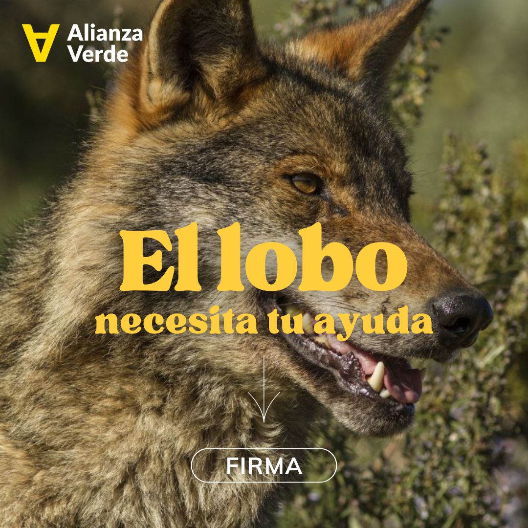 Las extremas derechas españolas y europeas están a la carga contra el lobo. Lo están convirtiendo en el chivo expiatorio de todos los males del mundo rural. 

El lobo necesita tu ayuda. Te pedimos que firmes aquí 👇

🐺#LoboVivo  #LoboProtegido
alianzaverde.es/petitions/el-l…