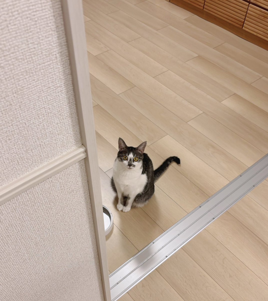 ししゃも (@0707_Shisyamo) / Posts / X