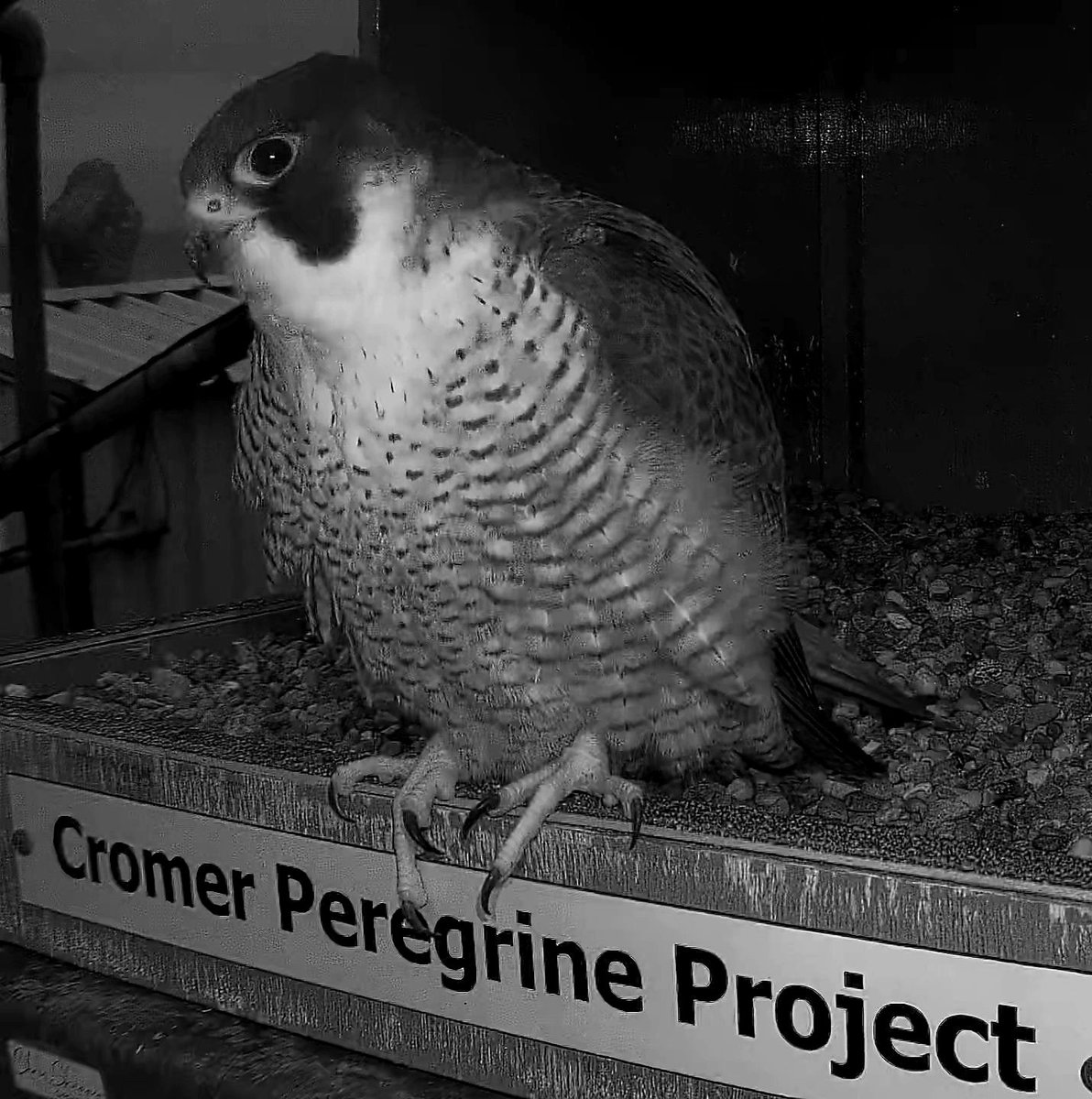Cromer Peregrine Project (@cromerperegrine) on Twitter photo 