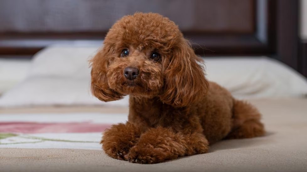 PawPedia_'s tweet photo. 🐾 Poodle 🐾

The Poodle is an elegant, intelligent, and versatile breed known for its curly coat, friendly personality, and outstanding trainability. 🐕🎩 
Whether you're looking for a family dog, a working companion, or a show dog, the Poodle excels in any role it takes on, making it one of the most popular and adaptable breeds worldwide.🐩

Key Facts:
- Origin: Developed in Germany as a water retriever, perfected in France
- Coat: Curly, hypoallergenic coat that requires regular grooming
- Size: Three varieties: Toy, Miniature, and Standard
- Personality: Intelligent, friendly, and energetic
- Social: Great with children, other pets, and strangers
- Exercise: Needs regular exercise to stay fit and healthy
- Training: Highly trainable; excels in obedience and dog sports
- Health: Prone to hip dysplasia, progressive retinal atrophy, and epilepsy
- Lifespan: Typically 12-15 years

The Poodle is a perfect choice for those who want a smart, playful, and affectionate dog that thrives on human interaction. 

To learn more about this elegant breed, check out our complete guide here: https://t.co/H5ueJlSJmh

#Poodle #DogLovers #DogsOfTwitter #Pets #DogBreeds