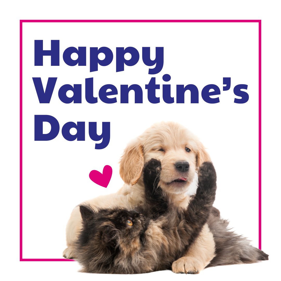 Purely Pets Insurance tweet media