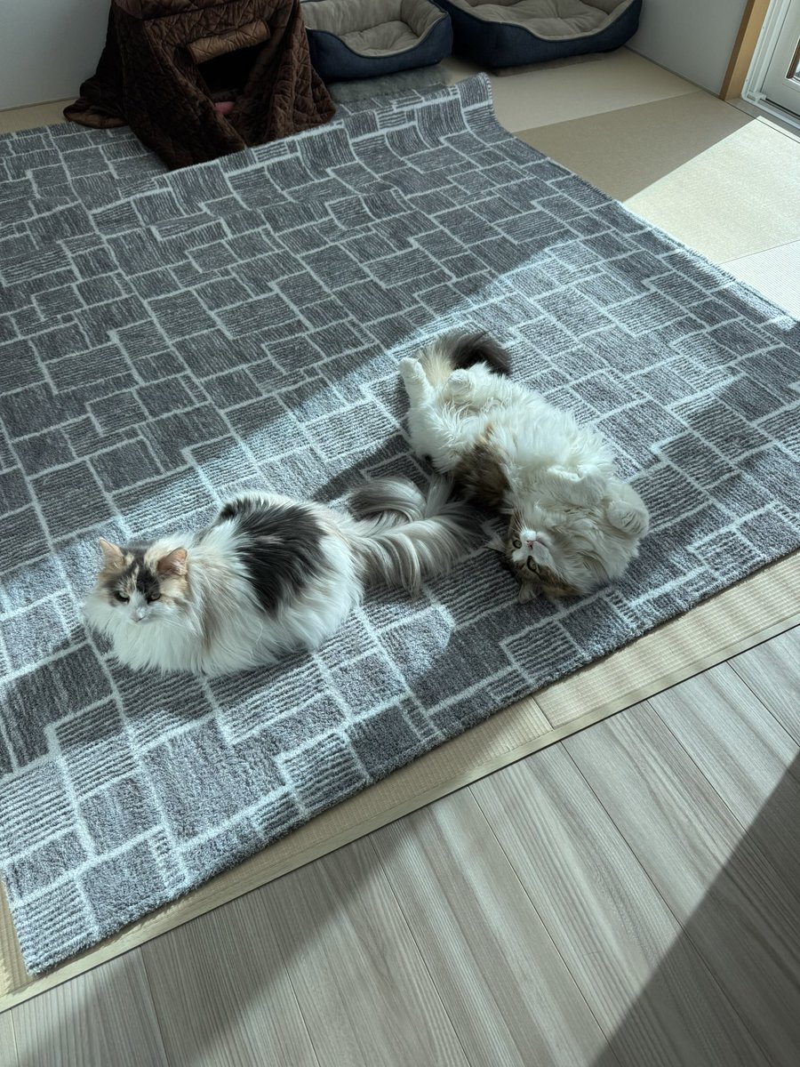 mona_kuru's tweet photo. お腹出すのが趣味な雪だるま隊⛄️
今年の冬も寒いですね🐈

#猫がいる暮らし 
#ノルウェージャンフォレストキャット 
#メインクーン https://t.co/046ZsVVnbD