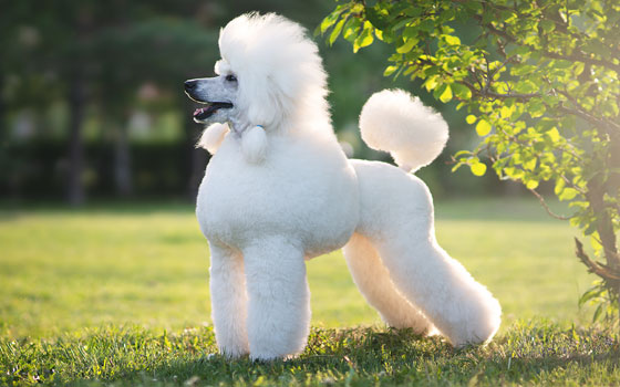 PawPedia_'s tweet photo. 🐾 Poodle 🐾

The Poodle is an elegant, intelligent, and versatile breed known for its curly coat, friendly personality, and outstanding trainability. 🐕🎩 
Whether you're looking for a family dog, a working companion, or a show dog, the Poodle excels in any role it takes on, making it one of the most popular and adaptable breeds worldwide.🐩

Key Facts:
- Origin: Developed in Germany as a water retriever, perfected in France
- Coat: Curly, hypoallergenic coat that requires regular grooming
- Size: Three varieties: Toy, Miniature, and Standard
- Personality: Intelligent, friendly, and energetic
- Social: Great with children, other pets, and strangers
- Exercise: Needs regular exercise to stay fit and healthy
- Training: Highly trainable; excels in obedience and dog sports
- Health: Prone to hip dysplasia, progressive retinal atrophy, and epilepsy
- Lifespan: Typically 12-15 years

The Poodle is a perfect choice for those who want a smart, playful, and affectionate dog that thrives on human interaction. 

To learn more about this elegant breed, check out our complete guide here: https://t.co/H5ueJlSJmh

#Poodle #DogLovers #DogsOfTwitter #Pets #DogBreeds