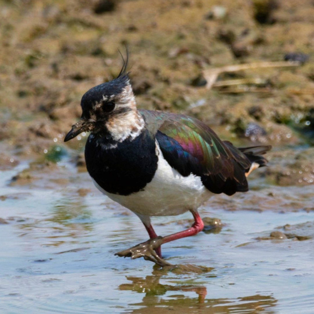 WWT Martin Mere (@wwtmartinmere) on Twitter photo Mucky feet and a face full of mud? Yep, this lapwing must have been to Mudfest.
See you tomorrow for our first day - full line-up here! ow.ly/6UUU50V01Lu #February #Halfterm Mucky feet and a face full of mud? Yep, this lapwing must have been to Mudfest.
See you tomorrow for our first day - full line-up here! ow.ly/6UUU50V01Lu #February #Halfterm