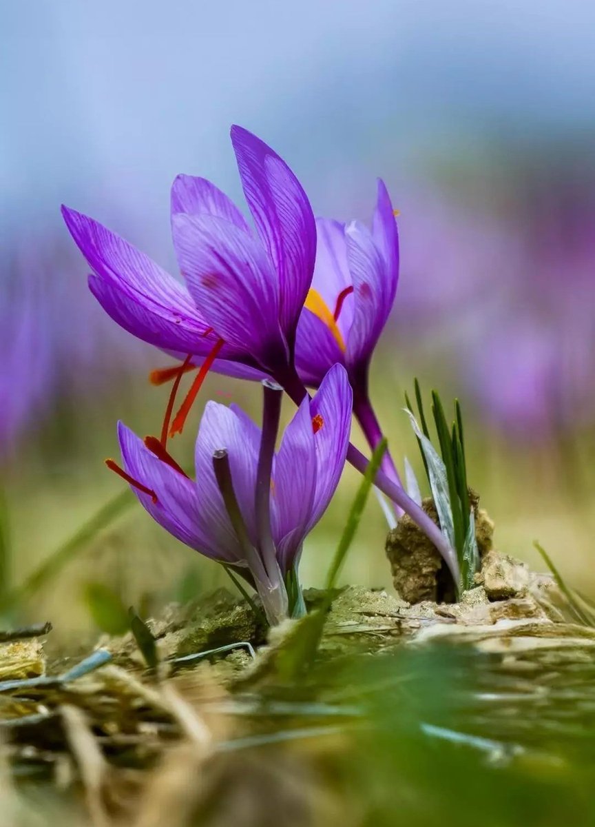 EquitiesFraise's tweet image. #Kesar