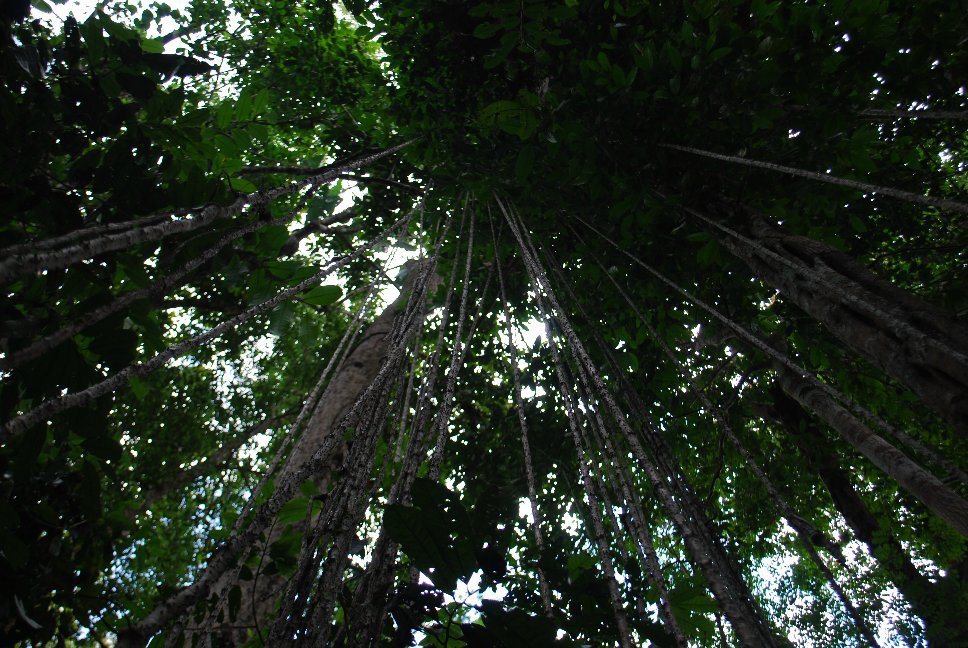 📢 We’re thrilled to announce that our Amazonian BioTechQuilombo project has been approved under the Expeditions Call of the Amazônia+10 Initiative! Over the next three years we will embark on three expeditions deep into the Amazon, uniting 40+scientists and Quilombola leader 🎉