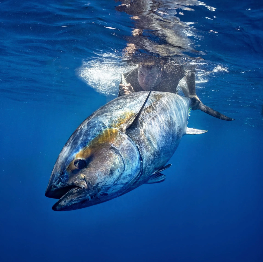 TomsCatchCom's tweet photo. 🎣 Get Ready for the next Tuna Season! - https://t.co/5gC8cUIGY6 https://t.co/XXAgpPE9iN