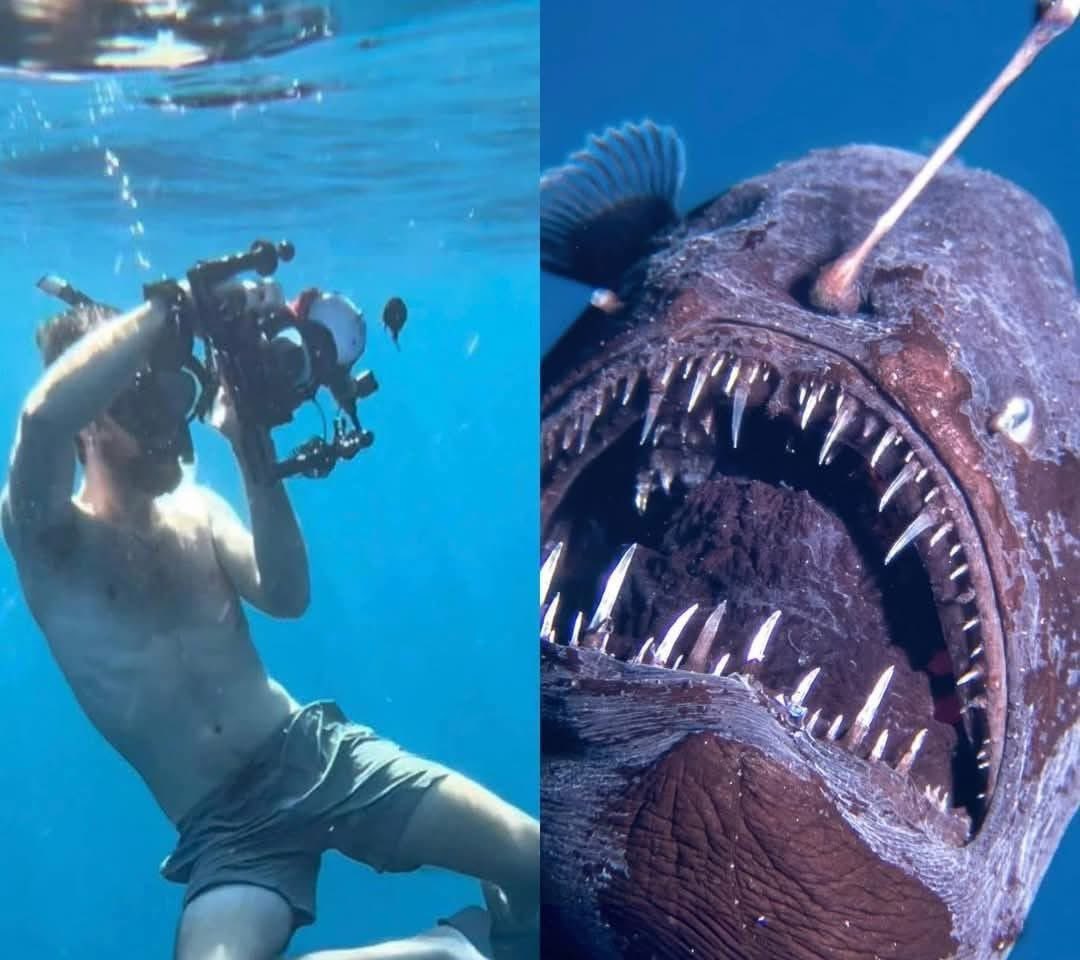 EnsedeCiencia's tweet image. El buzo que captó las impresionantes imágenes del pez negro de las profundidades rompió el silencio y compartió material inédito del encuentro. 📹✨

👉 ¿Qué reveló?

🔹 El pez medía aproximadamente 6 cm y no mostró signos de agresividad, solo parecía desorientado.
🔹 Era una…