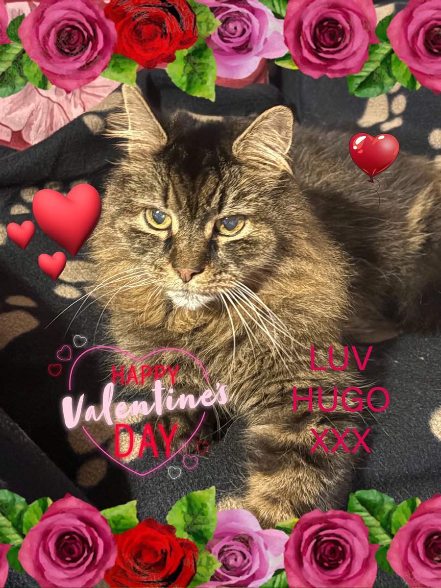 💜💜❤️❤️💙💙💛💛#ValentinesDay #CatsOfTwitter #CatsOfX #CatsLover #love #loverboy