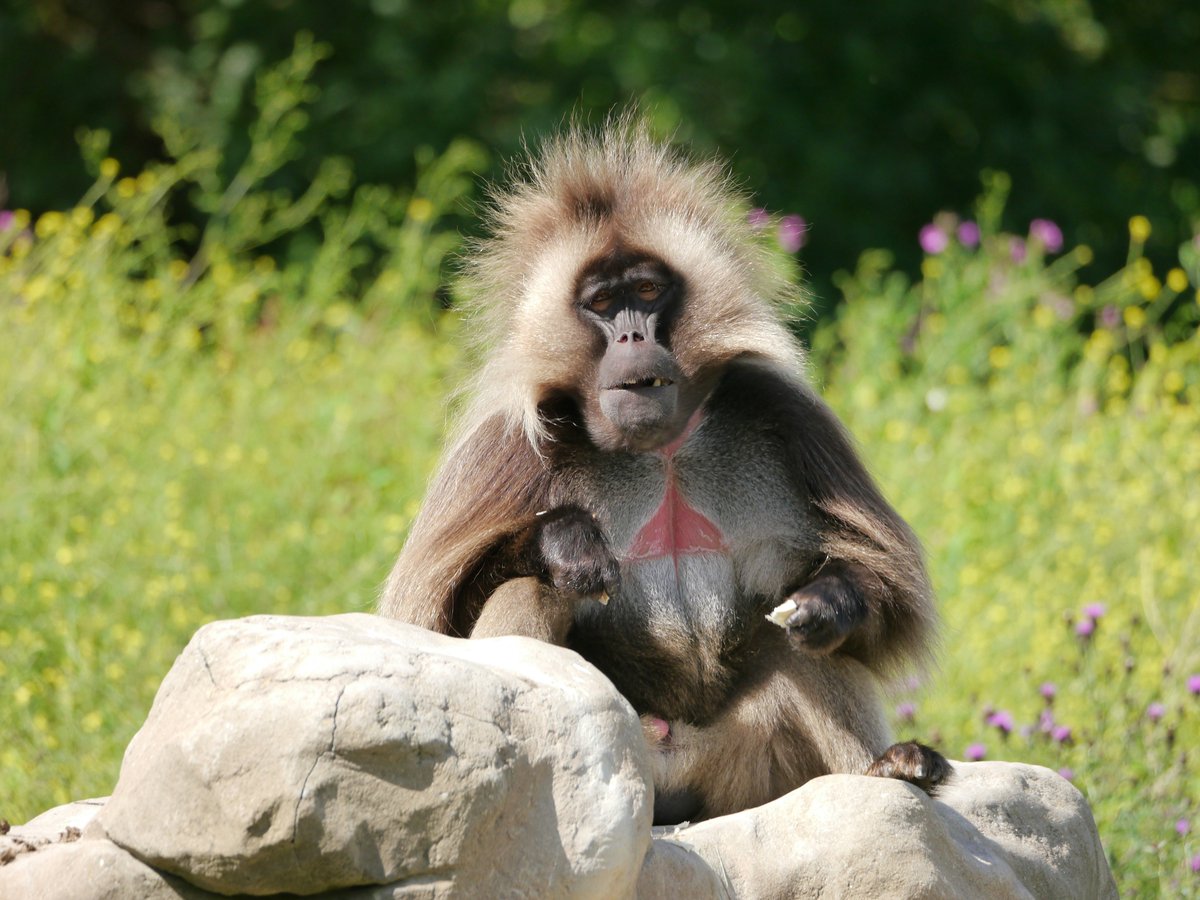 Education Officer (@asabeducation) on Twitter photo Happy #ValentinesDay Geladas are superb mountain climbing primates. The unusual reddish skin of their chests is a sexual cue, indicative of hormone levels. They can  be sneaky, covering up their infidelities... Read more here: nature.com/articles/ncomm… Photo by Jim on Unsplash Happy #ValentinesDay Geladas are superb mountain climbing primates. The unusual reddish skin of their chests is a sexual cue, indicative of hormone levels. They can  be sneaky, covering up their infidelities... Read more here: nature.com/articles/ncomm… Photo by Jim on Unsplash