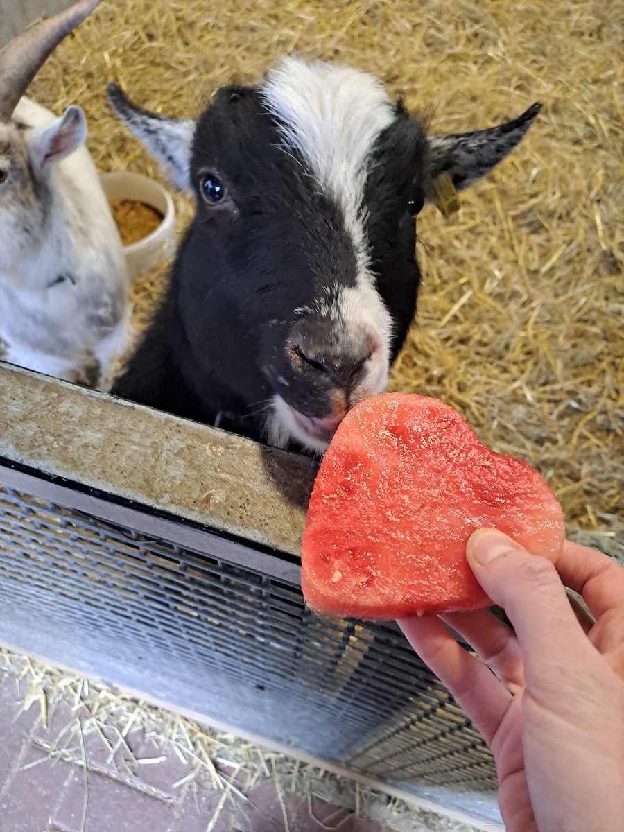The animals are feeling the love today 💕. Watermelon treats for all, courtesy of our lovely Placements. ⁠Happy Valentine's Day from the farm. We love you, yes you - our wonderful visitors! ⁠#ValentinesDay #Loveisintheair