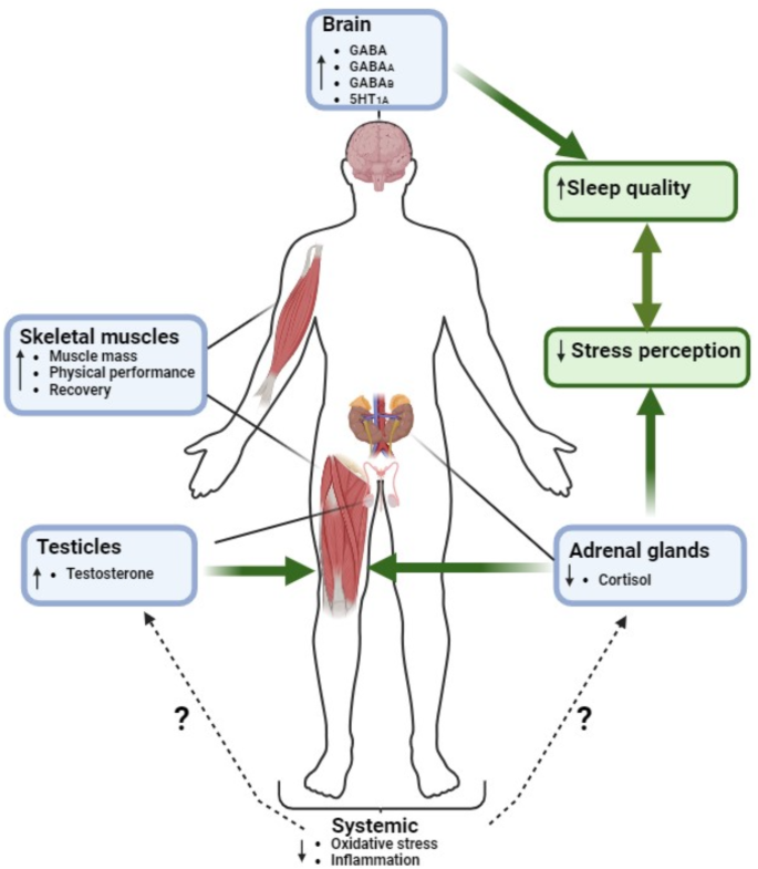 NutritionBMC's tweet image. In #Nutrition & #Metabolism
🔎Examining the effects of #Ashwagandha supplementation on #strength, #endurance, #recovery, #BodyFat, #fertility, #anxiety, #MetabolicHealth, #aging & more W/ additional focus on possible mechanisms underlying these effects
👉doi.org/n6wg