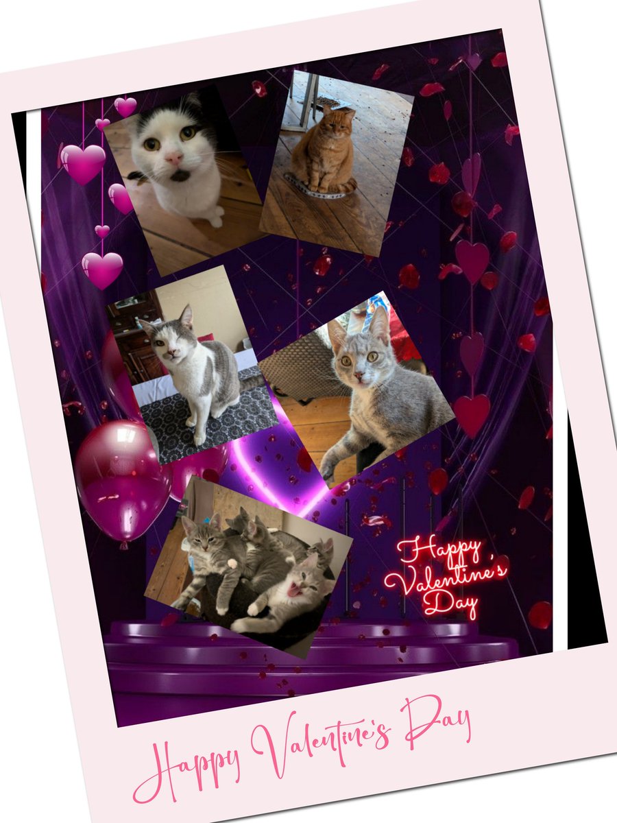 Wij wensen alle furriendjuhs en dinnetjes en hun personeel een hele fijne Valentijnsdag ❤️😻