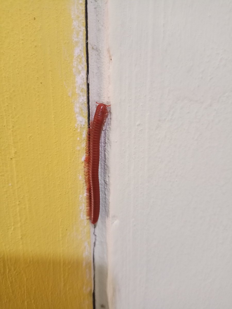 vladsyarif13's tweet photo. A millipede on the wall.
📸: vladsyarif (IG)
#milipede
#photography
#instagram https://t.co/0ccOkPjaau