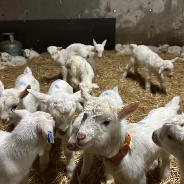 2025 Model 0 km☺️🧿
#Rojbas 
#Günaydın