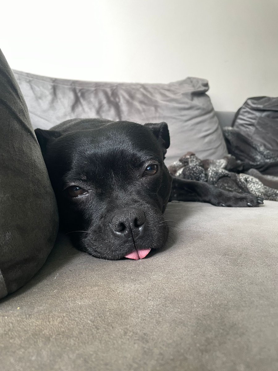 7 yaşında, 10-11 kg minicik bir kız, bol bol üretim için kullanılmış maalesef ve üreticinin elinden kurtarılmış. Kedi, köpek, insan herkesle uyumlu ve acilen yuva aranıyor..