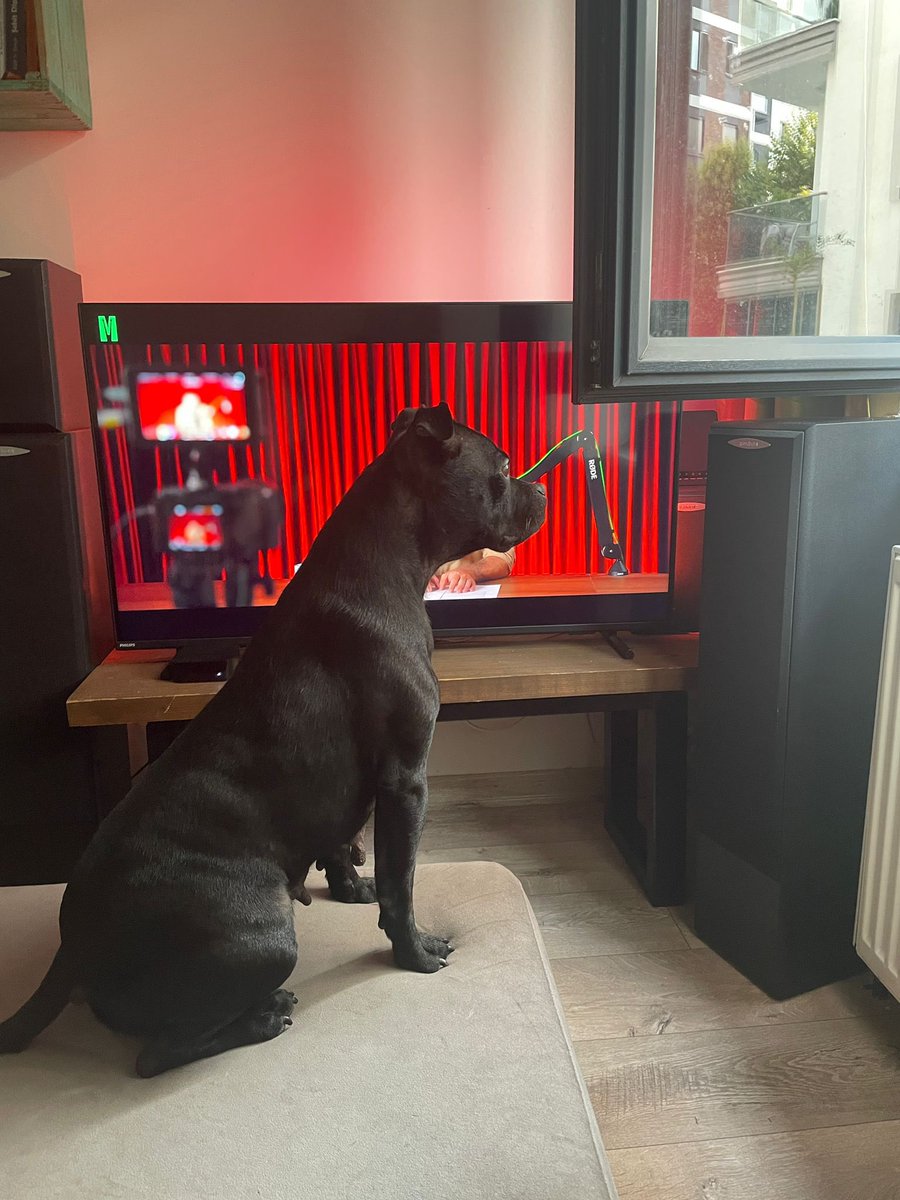 Badiko_'s tweet photo. 7 yaşında, 10-11 kg minicik bir kız, bol bol üretim için kullanılmış maalesef ve üreticinin elinden kurtarılmış. Kedi, köpek, insan herkesle uyumlu ve acilen yuva aranıyor.. https://t.co/d63BNaw3Zp