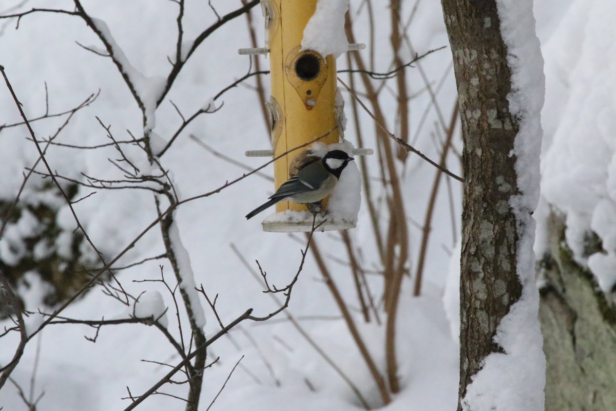 tern09's tweet image. I'm more active here now
Jag är mer aktiv här nu
bsky.app/profile/torbjo…