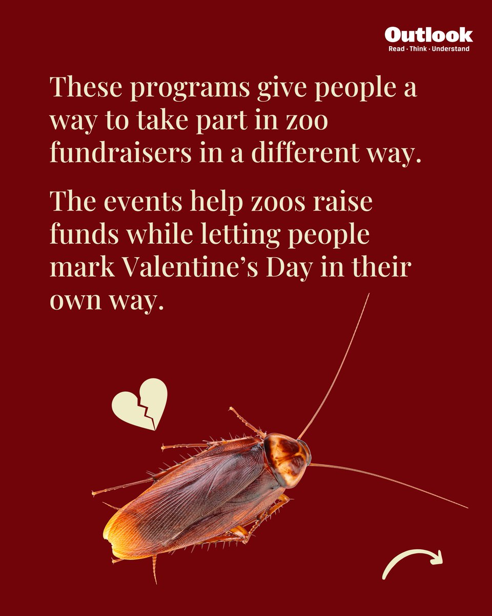 Outlookindia's tweet photo. #ValentinesDay #Cockroach  #Veggies #Love #Isolation #Heartbreak #ExPartner #US #America #Zoo https://t.co/mqQu9ejeTg