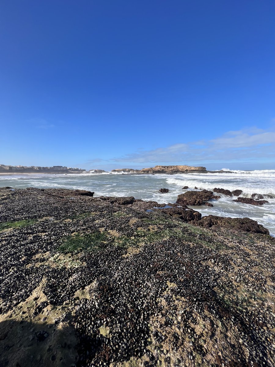 Wrapping up our latest season of experiments! Exploring marine shell procurement along the Atlantic shoreline, ~12 km from Bizmoune Cave (Essaouira, Morocco).