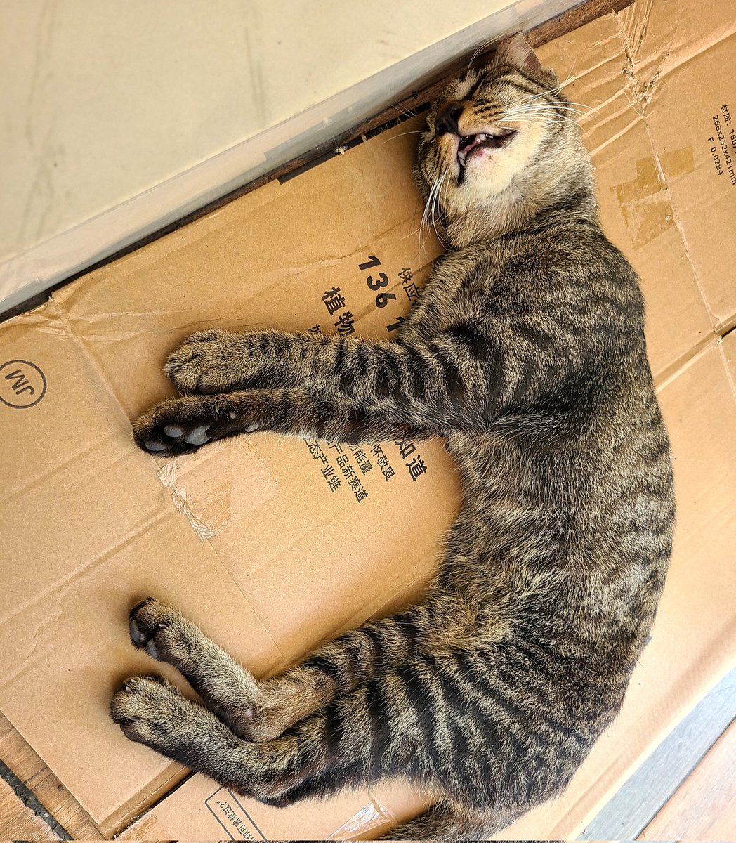 MirulAm05674851's tweet photo. Kucing ni sesak nafas? Tidur pun berbunyi dan badan kurus 😢 Saya dh tunjukkan video ni kpd doctor. Doctor kata perlu bawa ke vet buat pemeriksaan dahulu.

Adik student, tak mampu bawa ke vet. Ada sesiapa boleh bawa straycat ni ke vet ? Lokasi at Bandar Seri Putra Bangi. https://t.co/3b3AsRgyRW