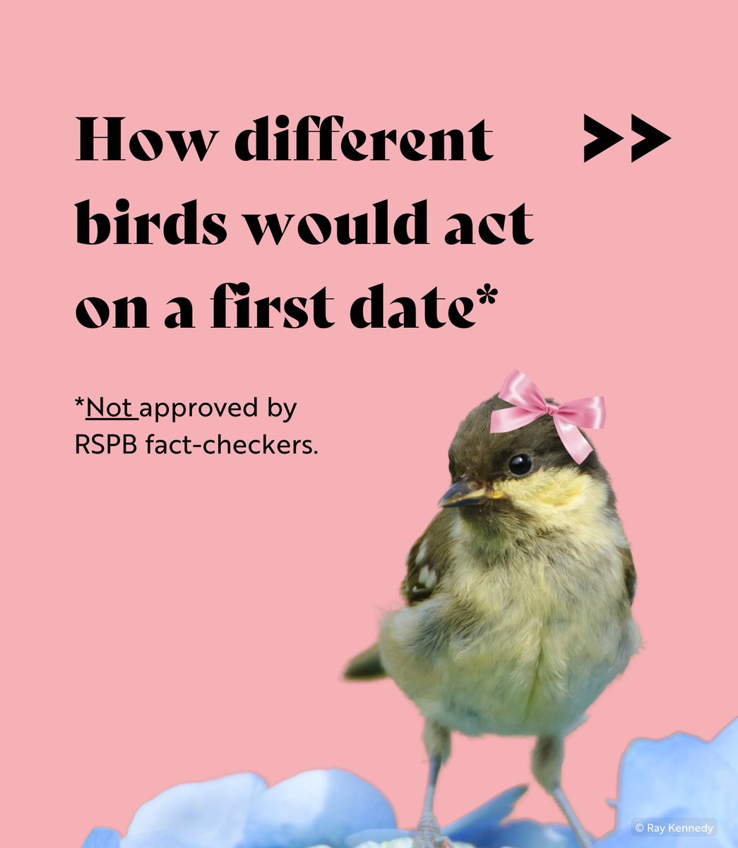 RSPB (@natures_voice) on Twitter photo How different birds would act on a first date...a thread. 
 (From us to you this #ValentinesDay) 💕👇 How different birds would act on a first date...a thread. 
 (From us to you this #ValentinesDay) 💕👇