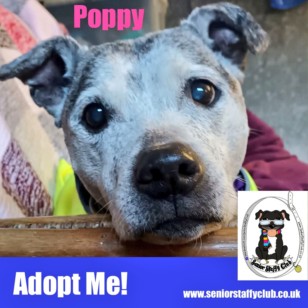 Happy #ValentinesDay from Poppy who coincidentally is also now available for adoption! ♥️♥️

A poem for you....
Roses are red, violets are blue, 
Poppy is gorgeous &amp; would love to live with you!

PLEASE HELP POPPY FIND LOVE...
seniorstaffyclub.co.uk/adopt-a-staffy… ♥️♥️♥️ #seniorstaffy #TeamZay