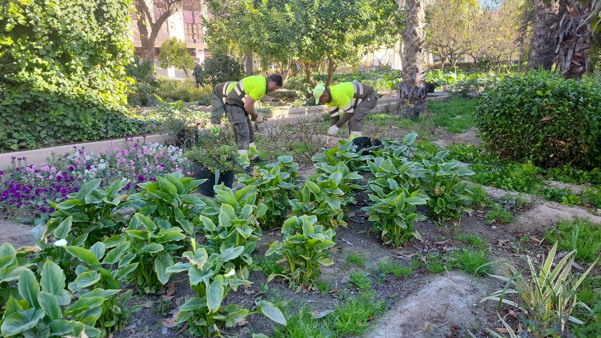 🌹Estamos plantando rosales en numerosos espacios de Murcia y pedanías.

❤️En breve esperamos ver su flor y disfrutar con su belleza.

#STV #ActúaSM