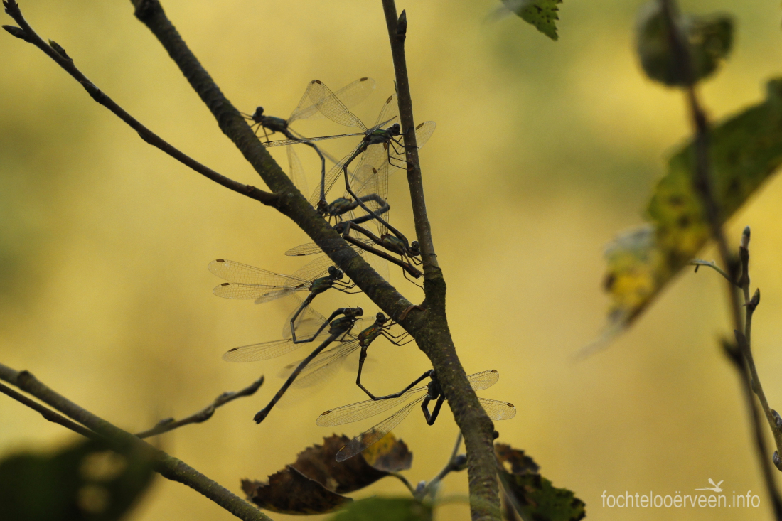 fochtelooerveen info tweet media