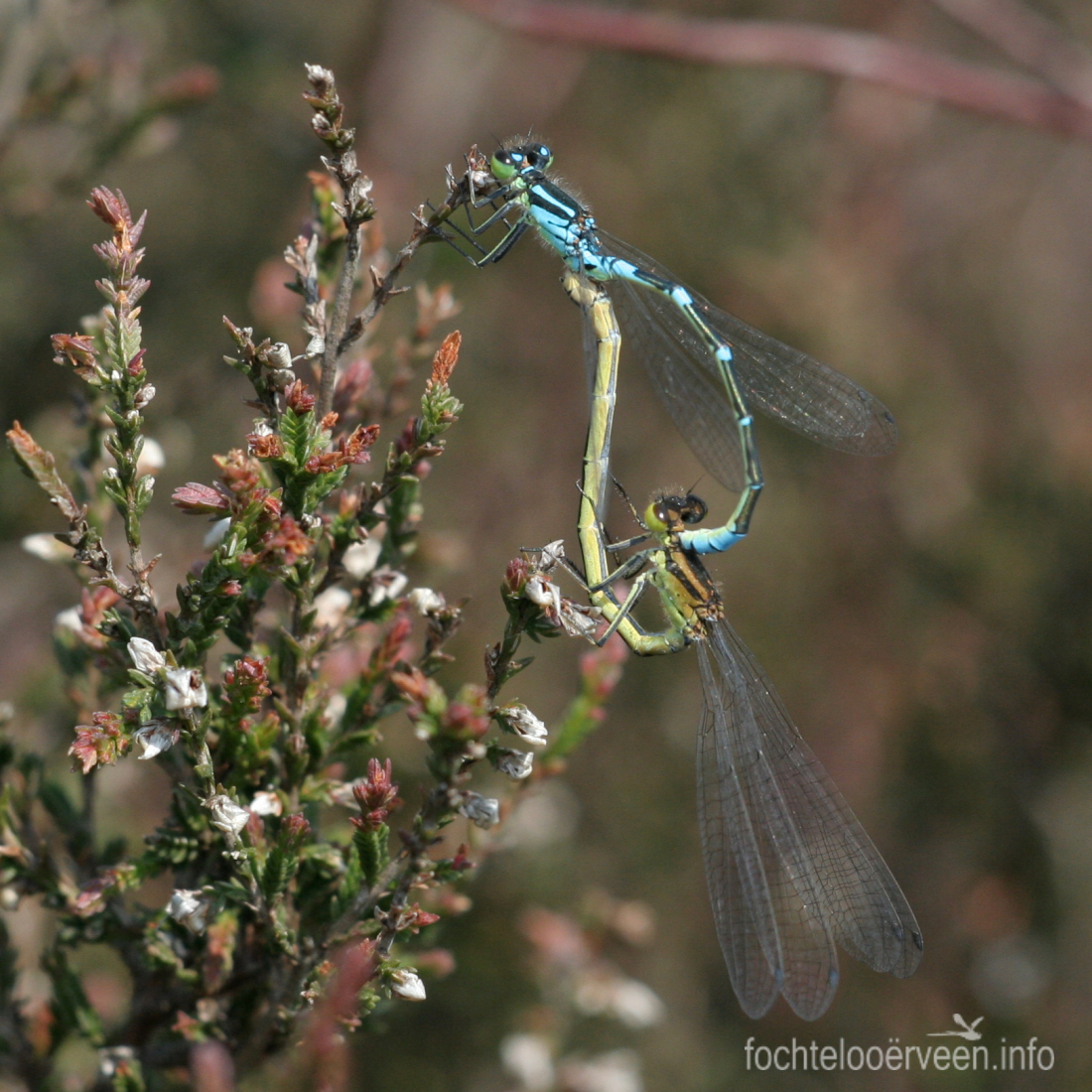 fochtelooerveen info tweet media